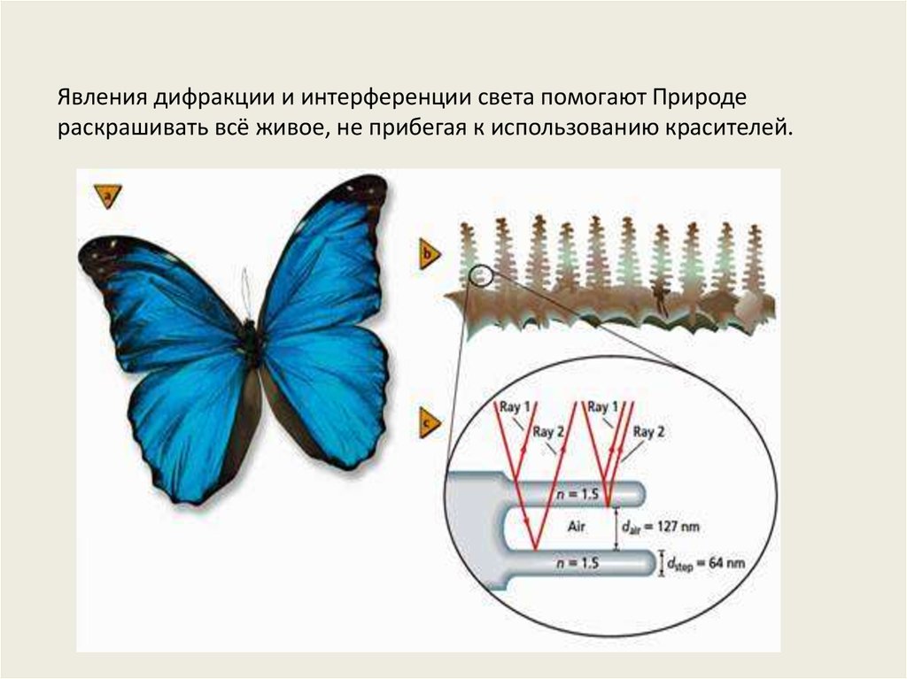 Примеры интерференции и дифракции. Интерференция бабочки. Интерференция света Крылья бабочек. Дифракция света. Дифракция в природе примеры.