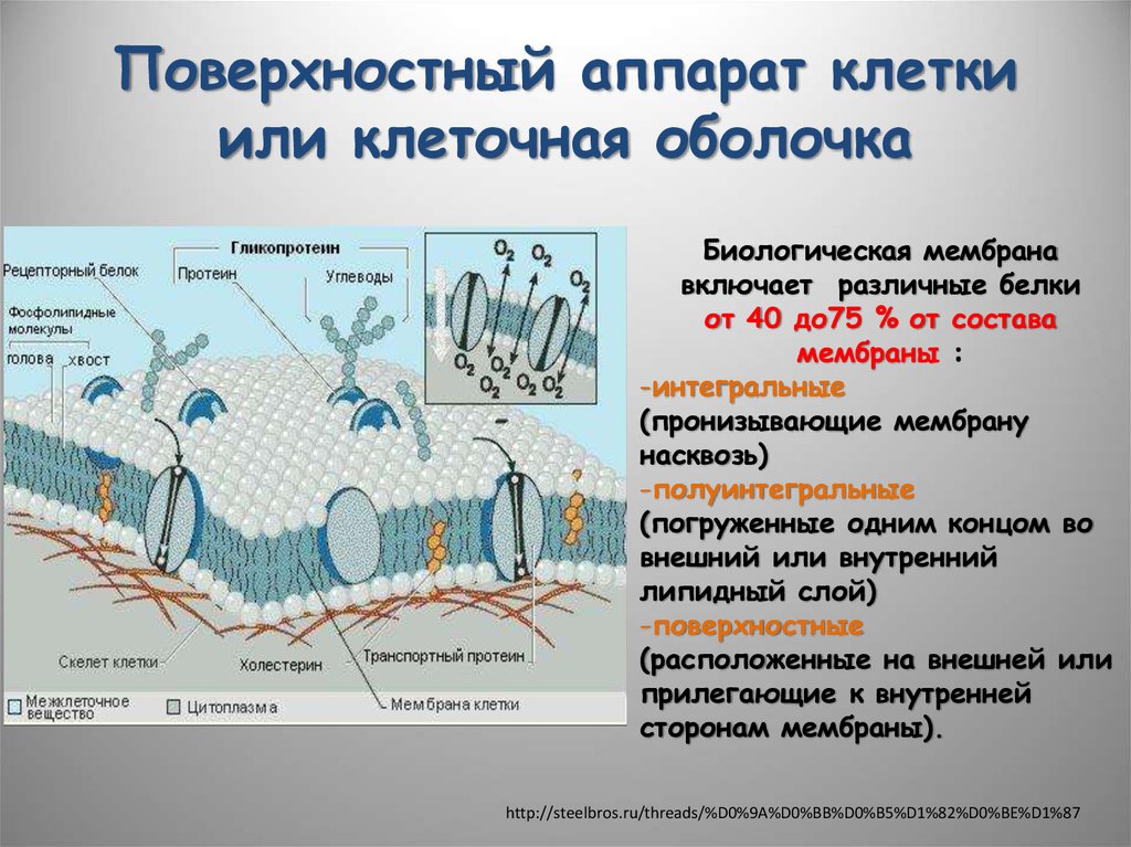 Из мертвых клеток состоит