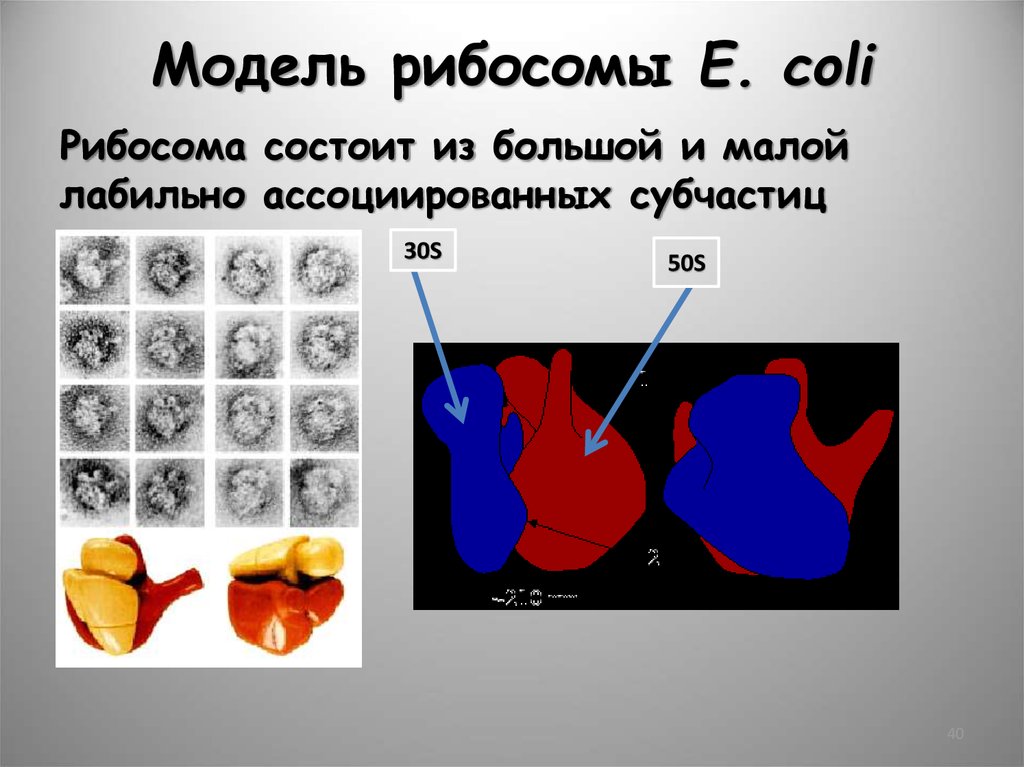 Рибосома процесс впр. Центры рибосом e.coli. 3d model ribosome.