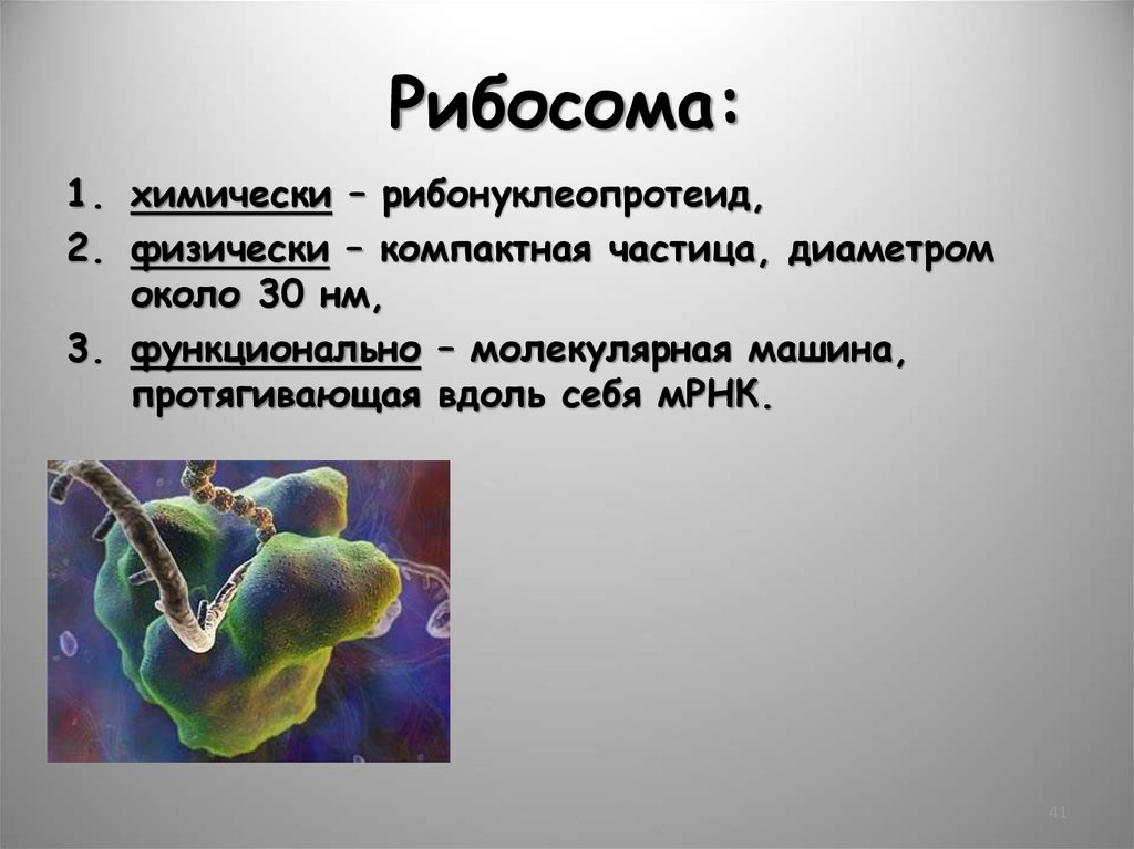 Взаимосвязь ядра и рибосом. Рибосомы бактерий 70s. Диаметр рибосомы. Рибосомы функции.