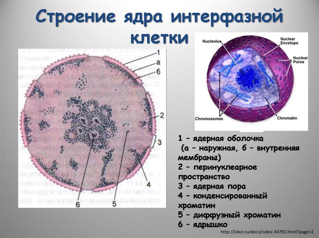 Для какой клетки характерны ядру. Схема ядра эукариотической клетки. Ультраструктура интерфазного ядра эукариотической клетки рисунок. Строение и функции структур интерфазного ядра.. Структурные компоненты интерфазного ядра.