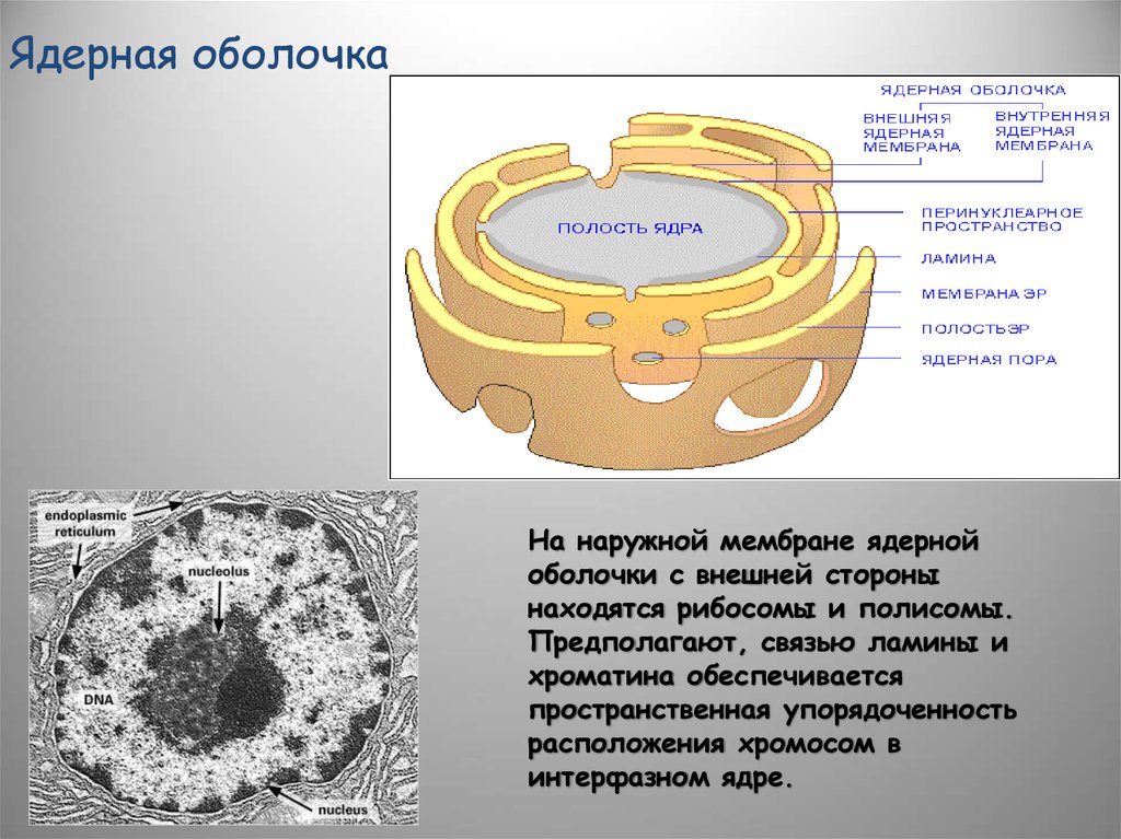 Растворение ядерной мембраны