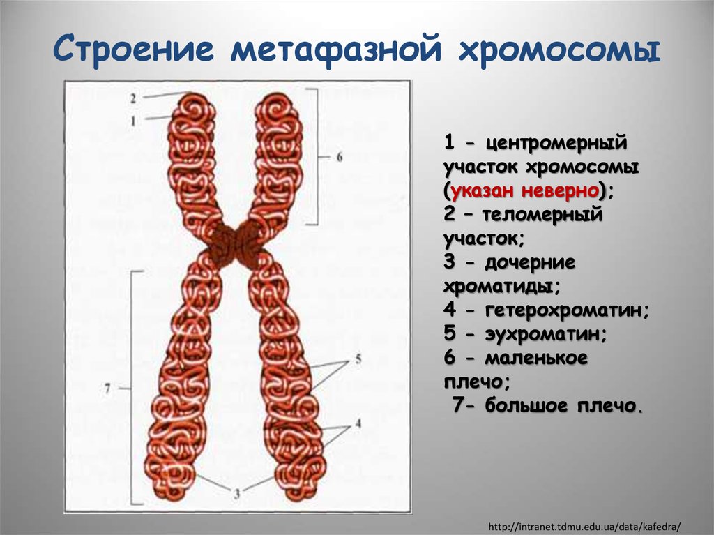 Внутреннее строение хромосом. Схема строения метафазной хромосомы. Структура метафазной хромосомы. Схема структурной организации метафазной хромосомы. Структурная организация метафазной хромосомы.