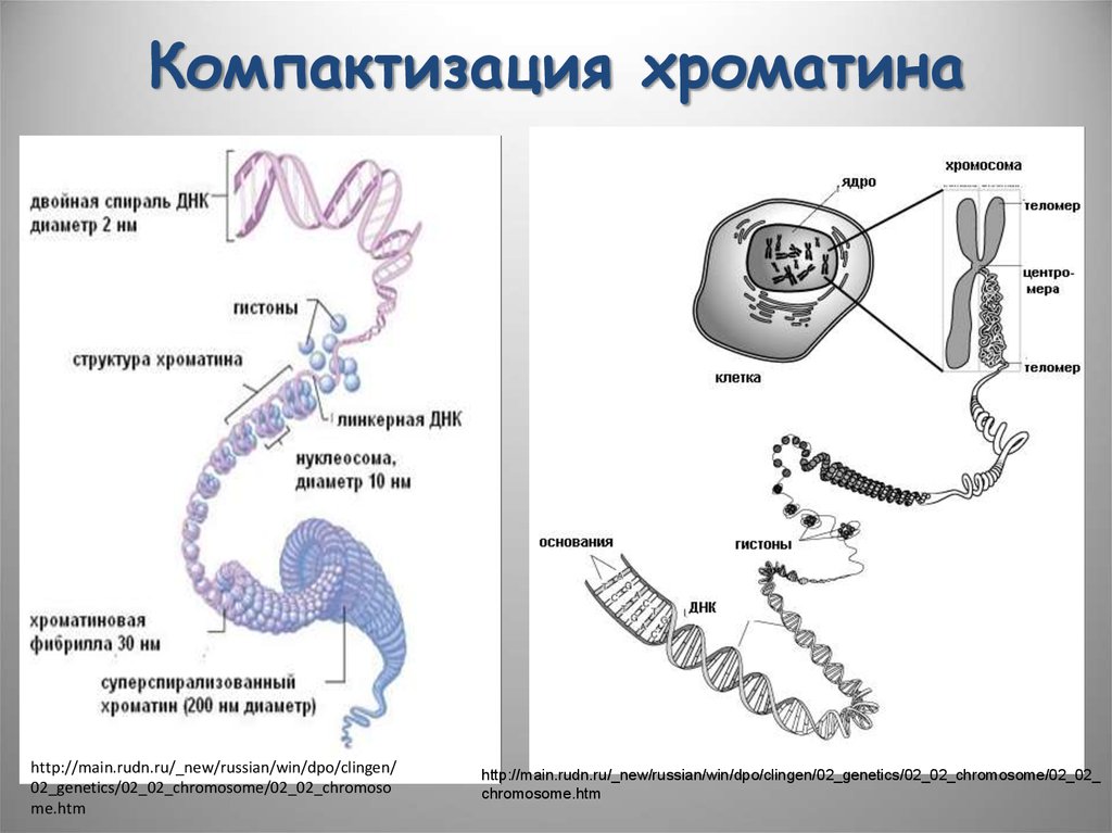 Рассмотрите рисунок на котором представлена схема компактизации упаковки наследственного материала