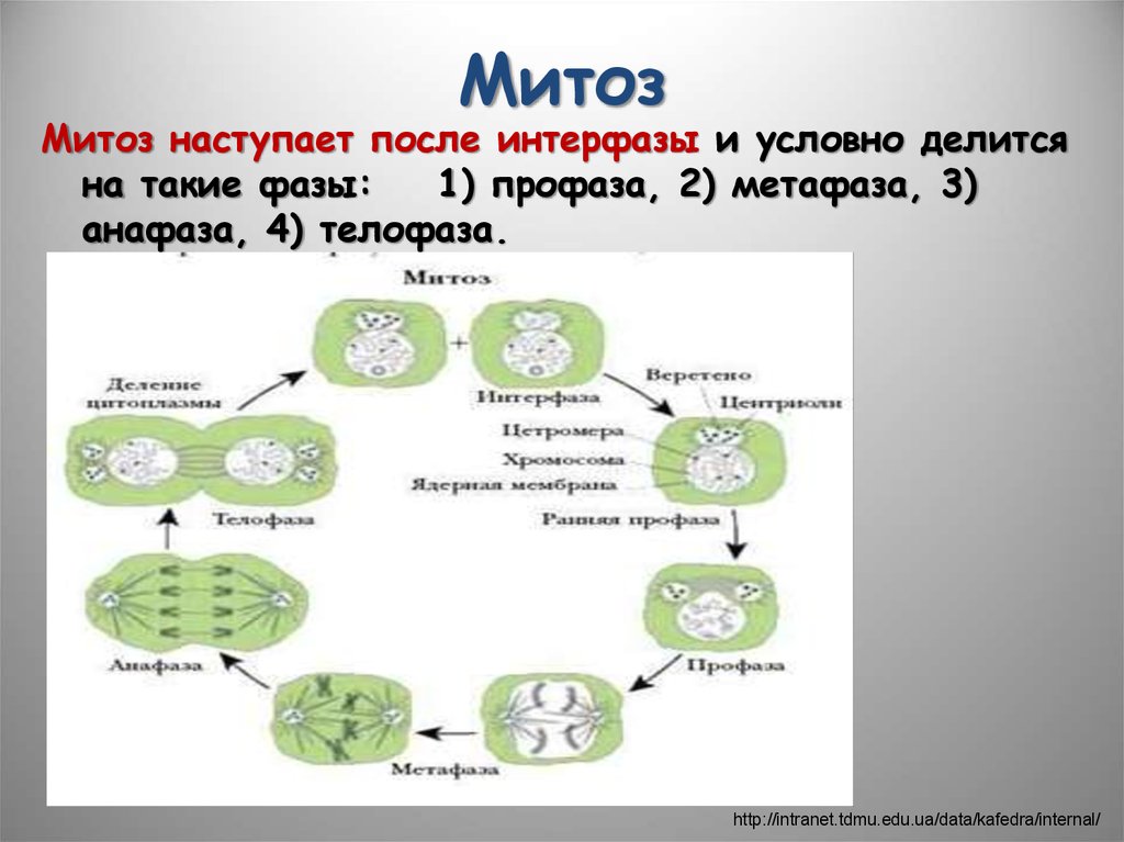 Деление клетки митотический цикл. Биология 9 класс клеточный цикл митоз. Жизненный цикл клетки митотическое деление. Процесс митоза кратко. Жизненный цикл митоз мейоз схема ЕГЭ.