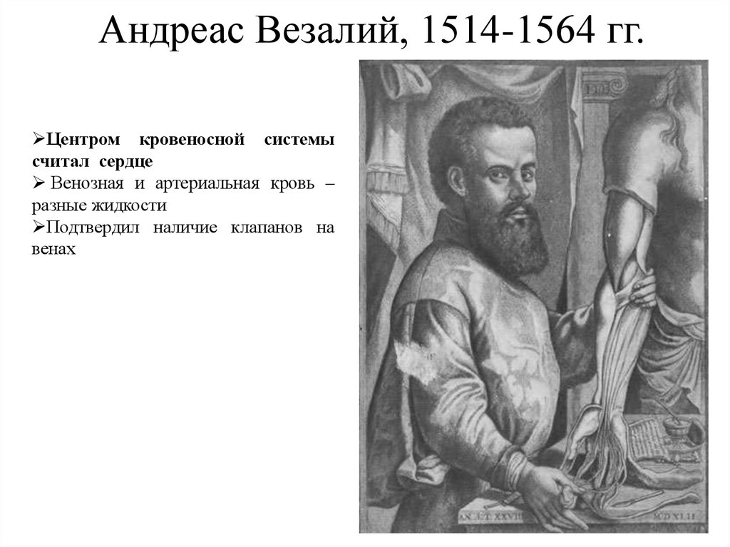 Везалий открытия. Андреас Везалий (1514-1564). Андреас Везалий(1514 – 1654 гг). Везалий (1514-1564)детство. Андреас Везалий хирургия.