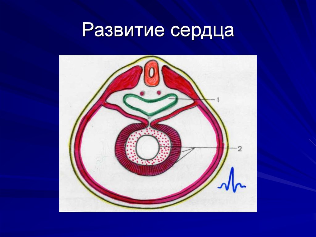 Развитие сердца презентация