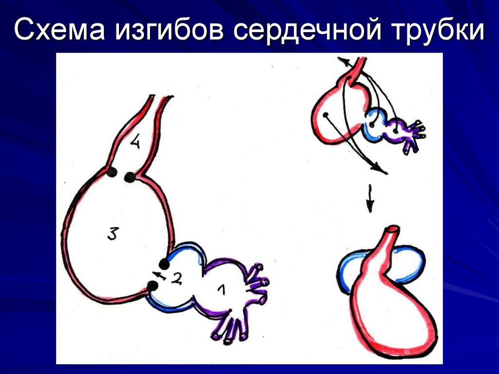 Развитие сердца презентация