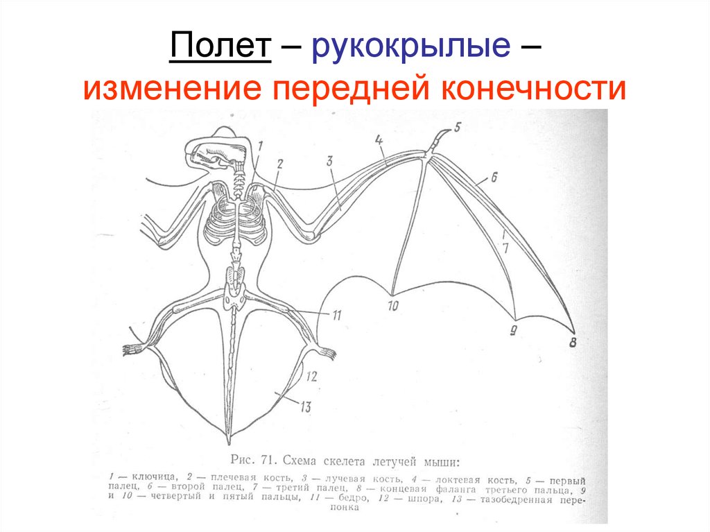 Летучая мышь схема