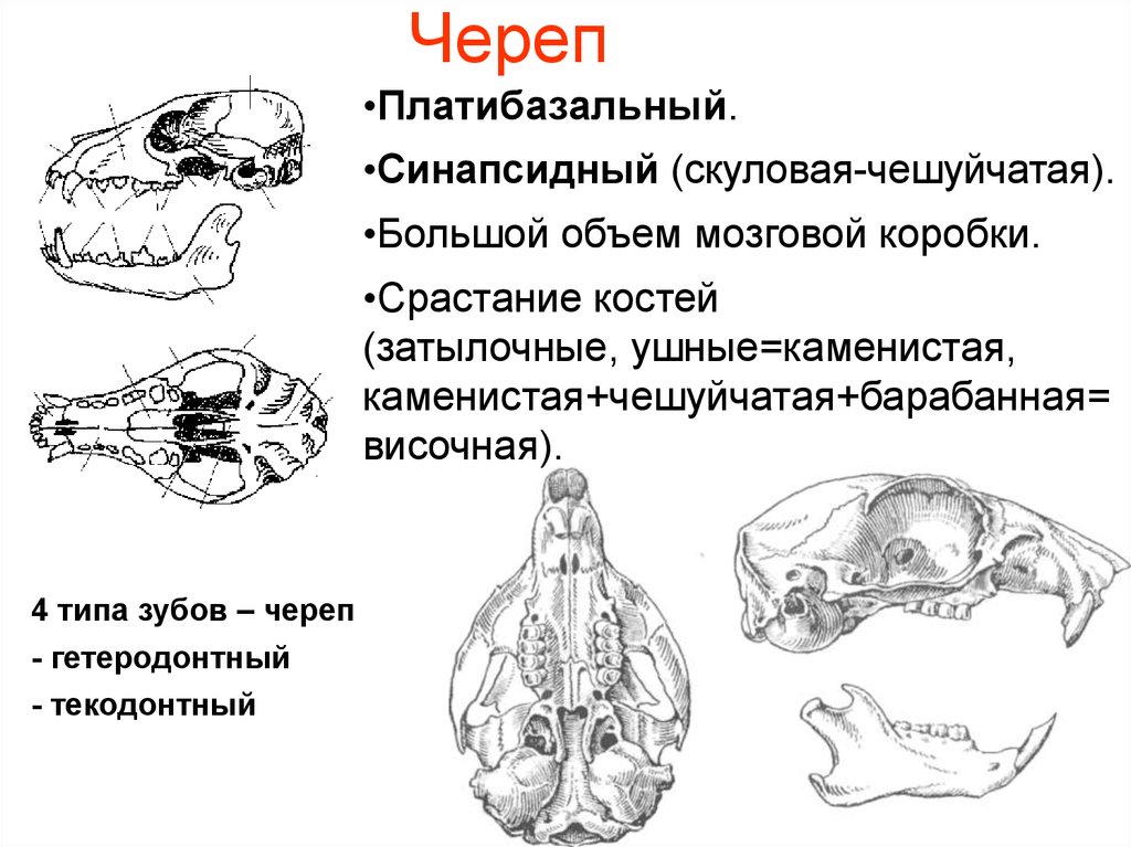 Гетеродонтная зубная система. Платибазальный Тип черепа. Череп млекопитающих синапсидного типа. Платибазальный череп у рыб. Синапсидный череп строение\.