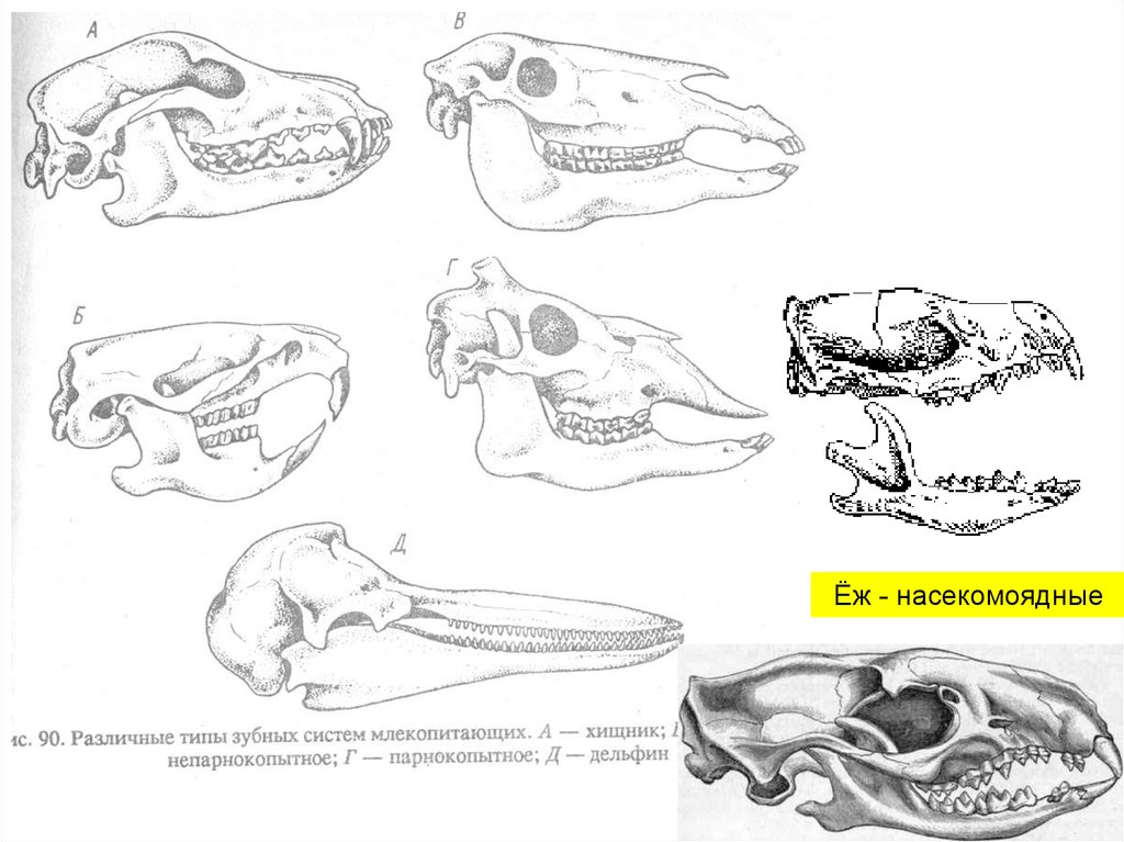 Класс млекопитающие череп. Зубная система насекомоядных млекопитающих. Отряд Насекомоядные зубная формула. Череп насекомоядных зубная формула. Отряды млекопитающих строение черепа.