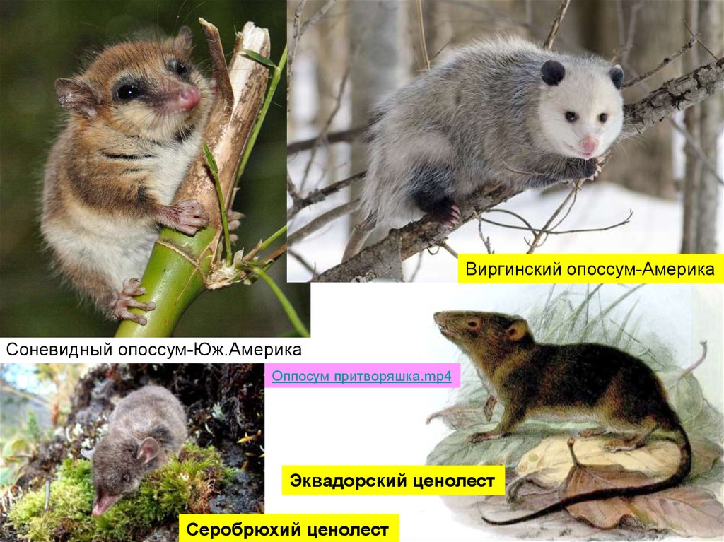 Шкала Possum