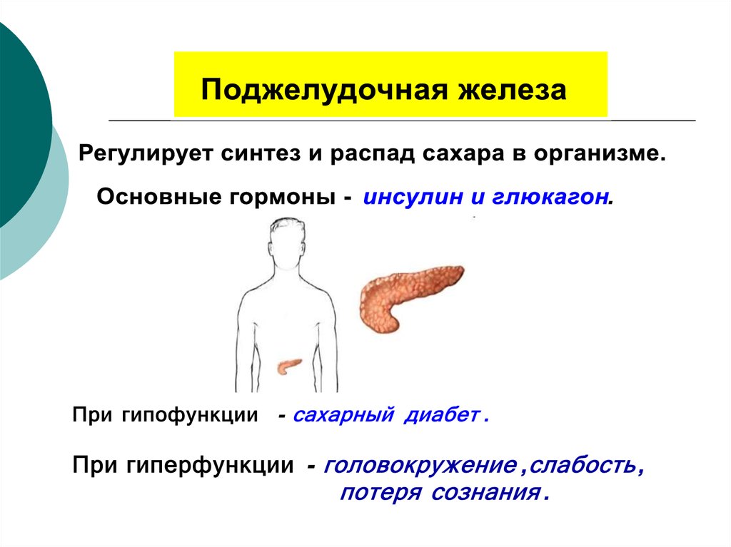 Периферические эндокринные железы. Железа регулирующая рост человека. Поджелудочная железа гормоны и функции гиперфункция гипофункция.