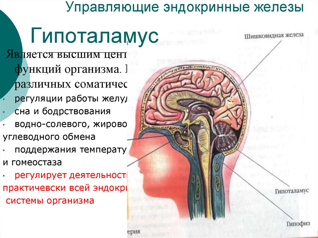 Где находится шишковидные железы. Высший центр регуляции эндокринных функций организма. К эндокринным железам относятся. Управляющие эндокринные железы. Высшим центром регуляции эндокринных функций является.