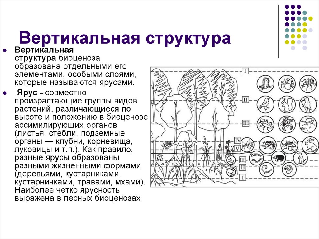 Вертикальный значение. Вертикальная структура ярусность. Вертикальная структура лесного биоценоза схема. Пространственная структура биоценоза горизонтальная. Горизонтальная и вертикальная структура ландшафта.