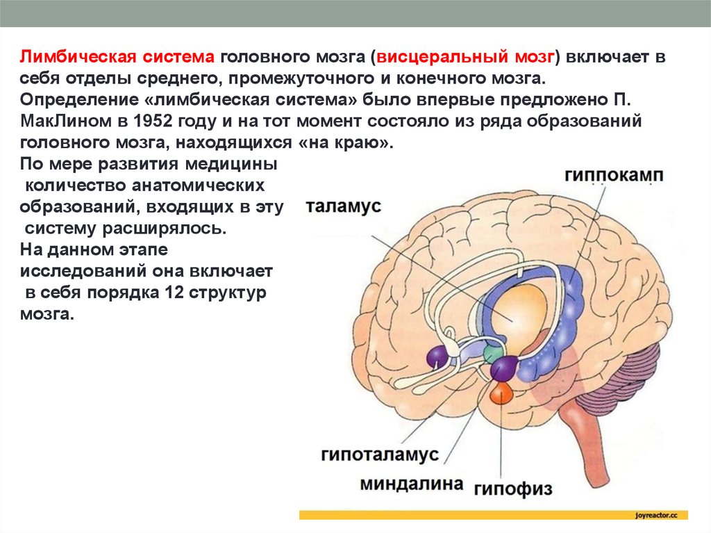 Почему зрение важнейшее формирование головного мозга. Лимбическая система мозга человека функции. Функции лимбической системы схема. Гиппокамп лимбическая система. Структуры лимбической системы головного мозга функции.