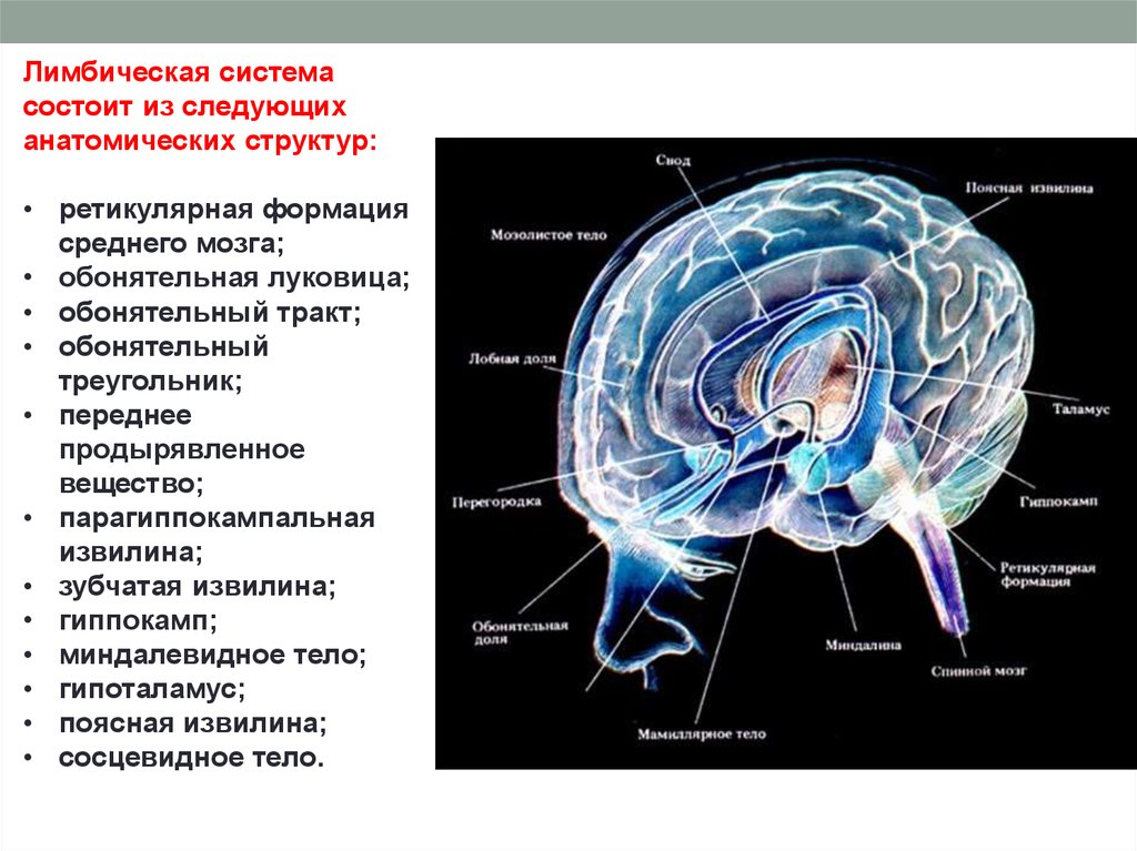 Обонятельные доли мозга. Лимбическая система головного мозга состоит. Лимбическая система мозга анатомия. Гиппокамп лимбическая система. Структуры лимбической системы головного мозга.