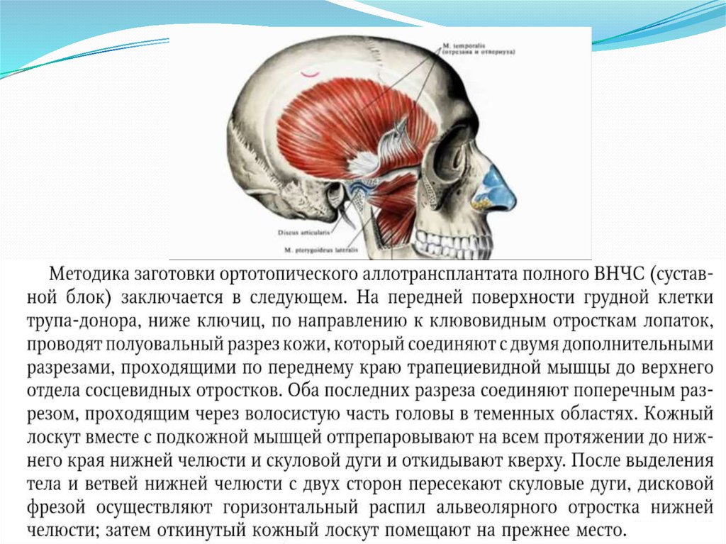 Особенности строения височно нижнечелюстного сустава презентация