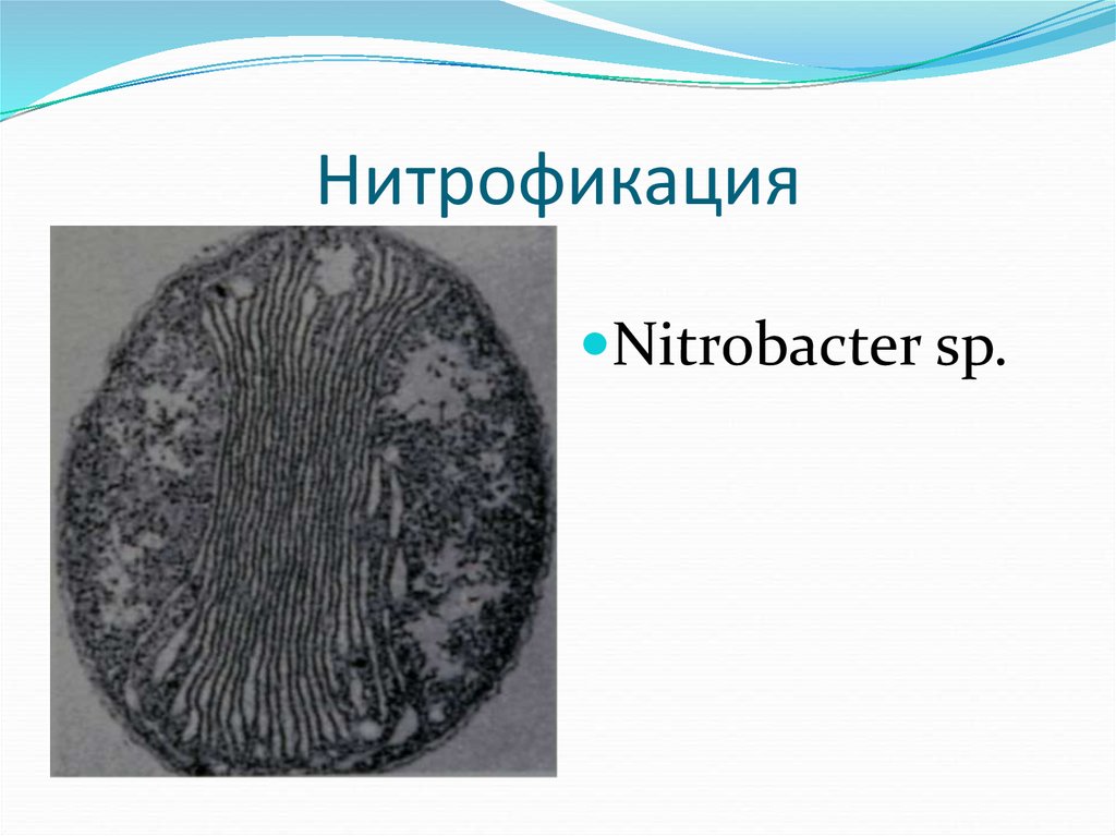 Нитрофикация