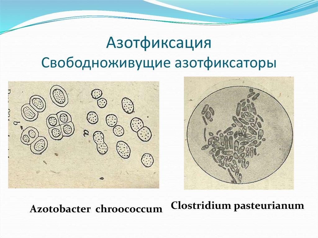 Симбиотическая азотфиксация. Азотфиксация Azotobacter. Азото-фиксирующие бактерии под микроскопом. Clostridium pasteurianum азотфиксация. Свободноживущие азотфиксирующие бактерии.