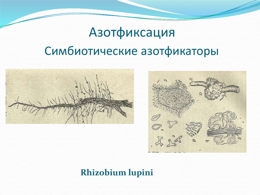 Азотфиксация. Симбиотическая азотфиксация. Азотфиксация процесс. Азотфиксация симбиотическими бактериями. Ассоциативные азотфиксаторы.