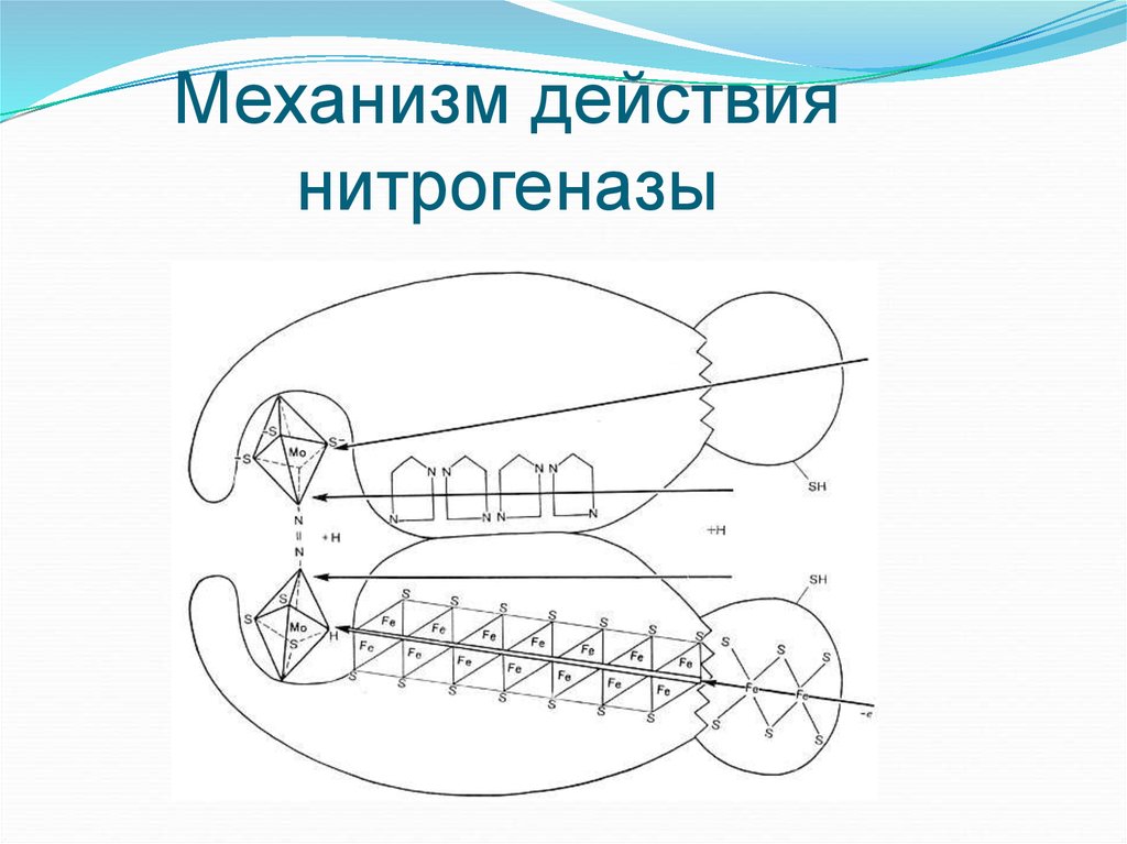 Механизм действия нитрогеназы