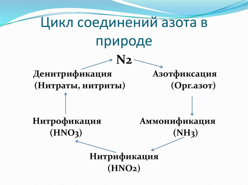 Соединения азота в организме. Цикл соединений азота в природе. Схехема соединений для азота. Циклы вещества азота. Схема соединения азота.