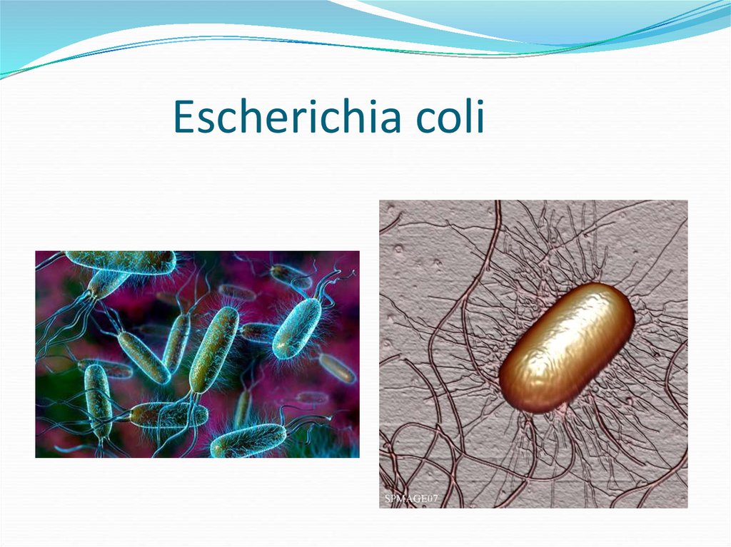 Escherichia coli