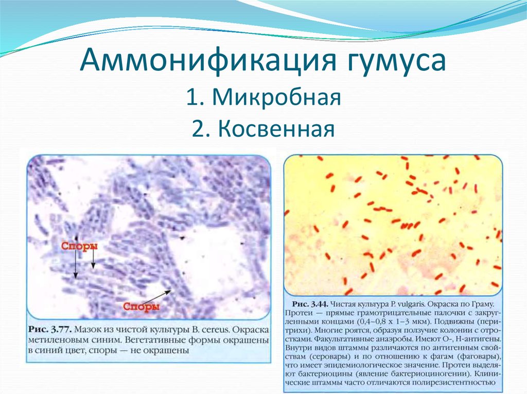 Аммонификация. Бактерии аммонификаторы. Аммонифицирующие микроорганизмы. Процессы вызываемые микроорганизмами аммонификация. Аммонификация микробиология.