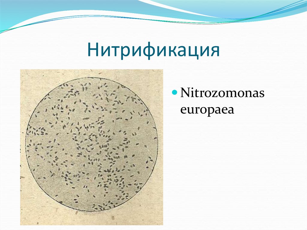 Нитрификация