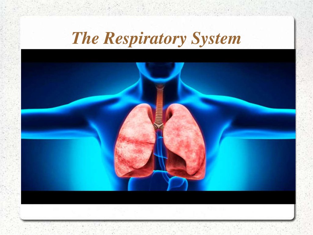 The Respiratory System - презентация онлайн