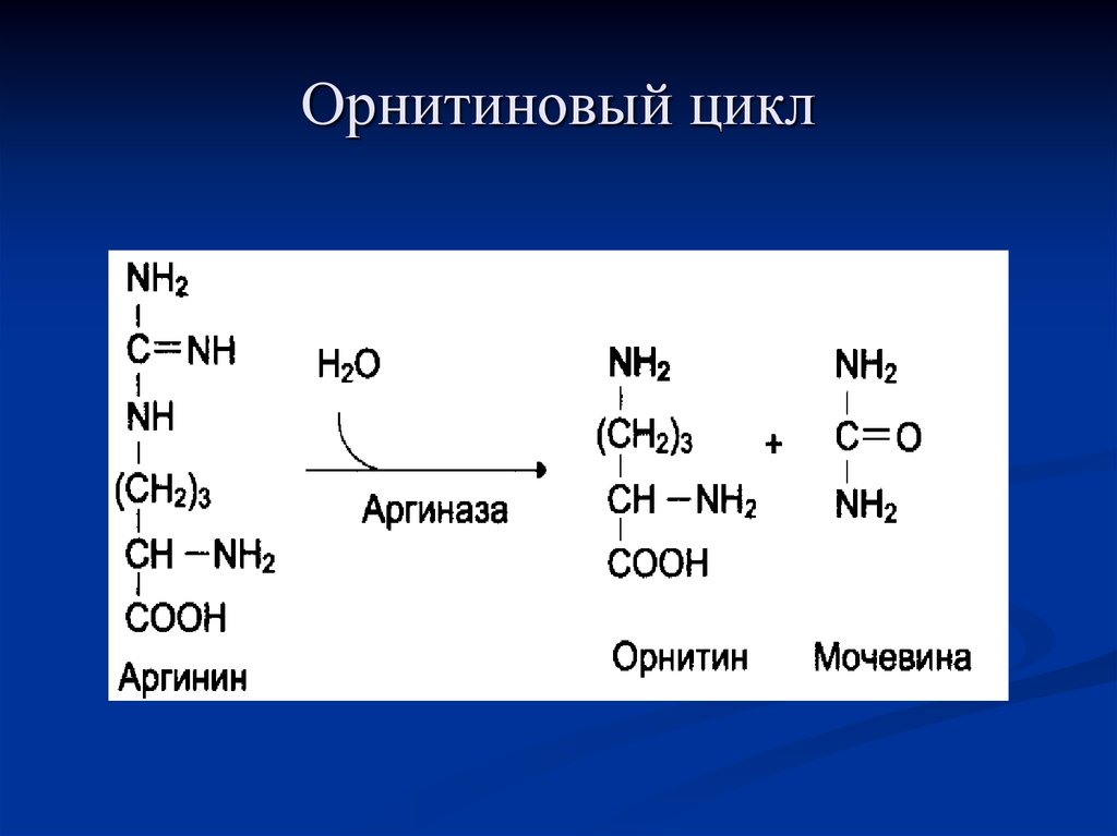 Орнитиновый цикл реакции. Орнитиновый цикл мочевинообразования. Аргиназной реакции орнитинового цикла. 34. Орнитиновый цикл..