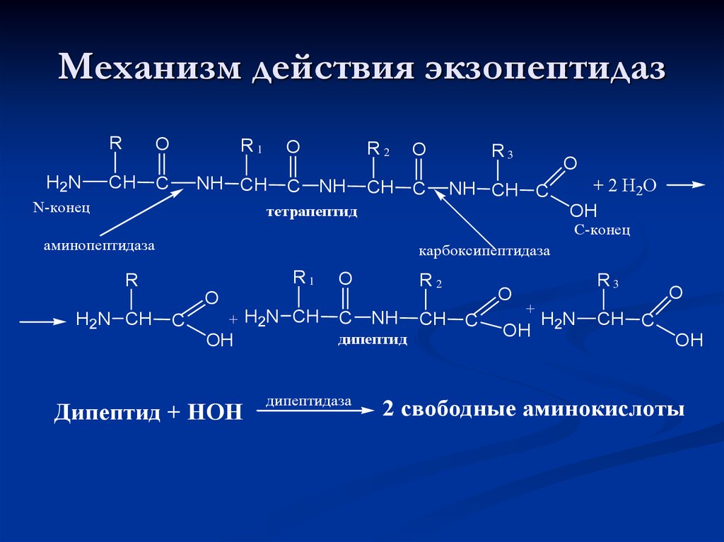 Схема образования дипептида