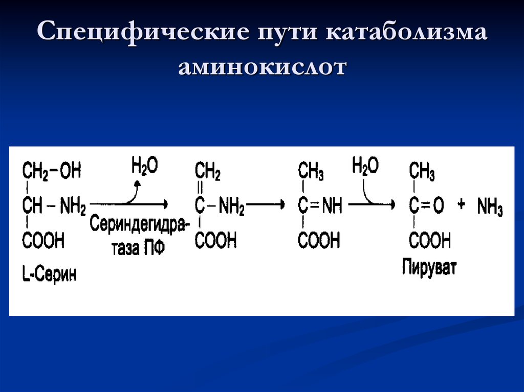 Общие пути метаболизма аминокислот. Специфические пути катаболизма аминокислот. Катаболизм аминокислот. Специфические пути обмена аминокислот биохимия. Общие пути катаболизма аминокислот.