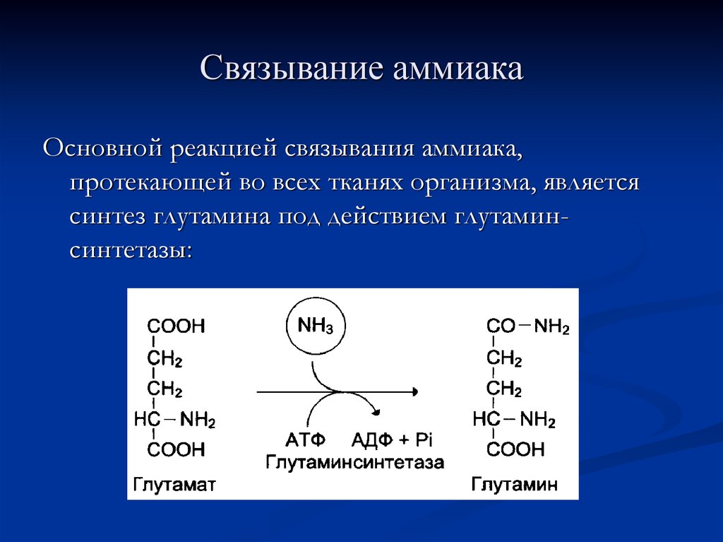 Синтез аммиака реакция. Связывание аммиака. Реакция связывания аммиака. Основная реакция связывания аммиака. Пути связывания аммиака в тканях.