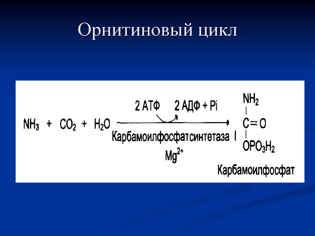 Реакции образования циклов. Первая реакция орнитинового цикла. Карбамоилфосфатсинтетазы. Скарбомоилфосфат синтетаза. Карбаиоил фосфат синтетазы.