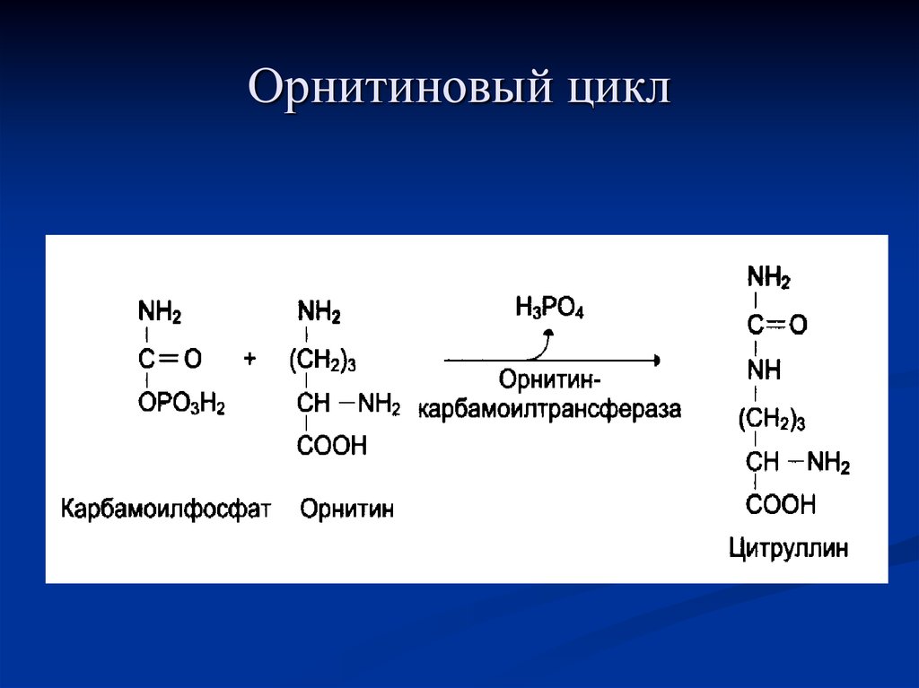 Орнитиновый цикл реакции. Карбамоил фомфат орнитинового цикла. Орнитин карбамоилтрансфераза. Орнитин карбомоилфосфат. Орнитиновый цикл биохимия реакции.