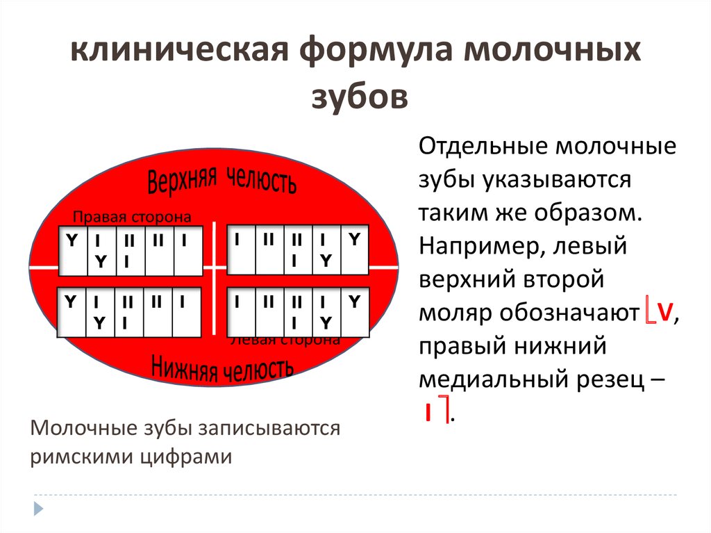 Формула зубов фото