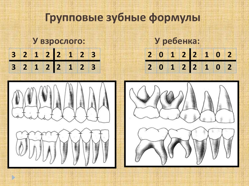 Зубная формула это. Зубная формула зубы. Групповая зубная формула. Зубная формула взрослого человека. Формула молочных и постоянных зубов.