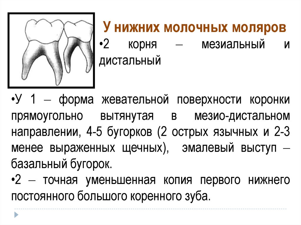 Укажите признаки зубов