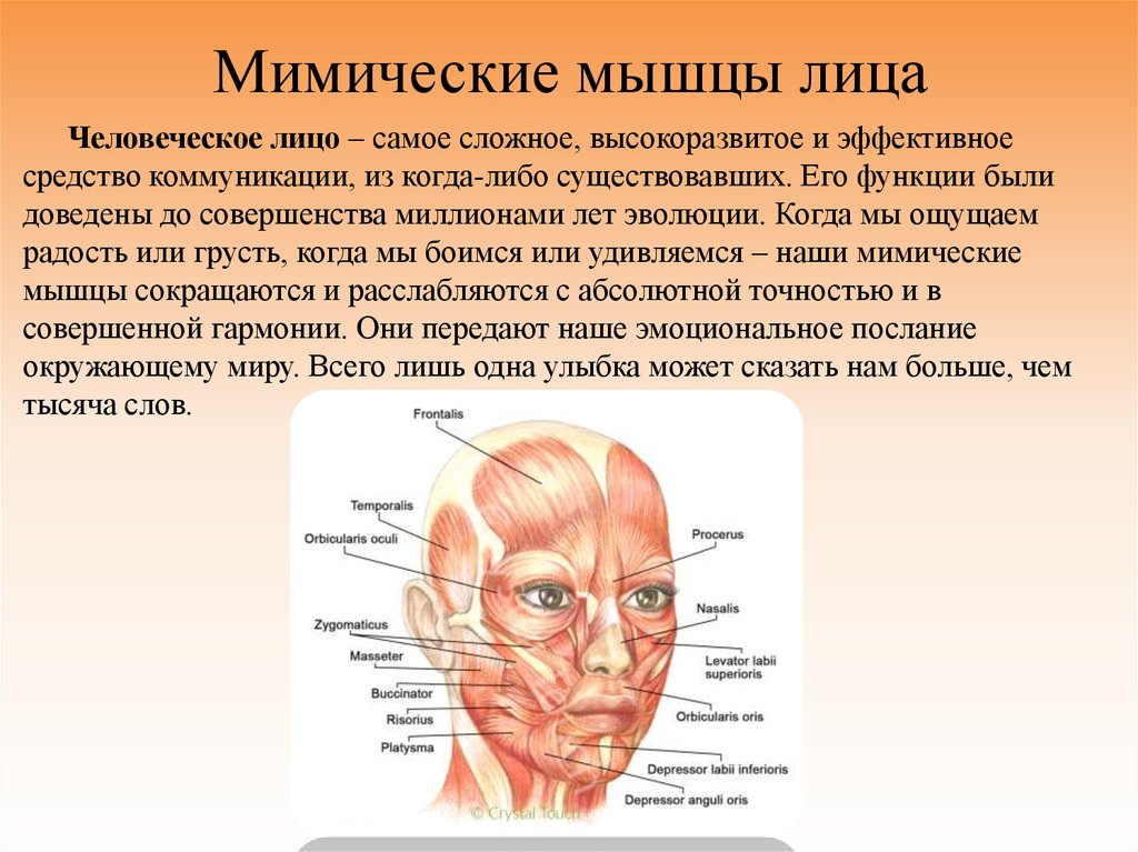Лицевые мышцы человека подробная картинка для массажа лица