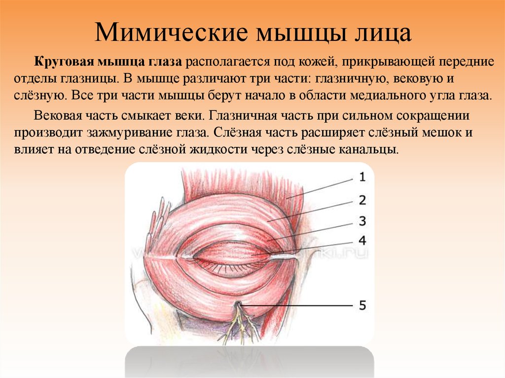 Круговые мышцы. Глазничная часть круговой мышцы глаза. Круговая мышца глаза анатомия.