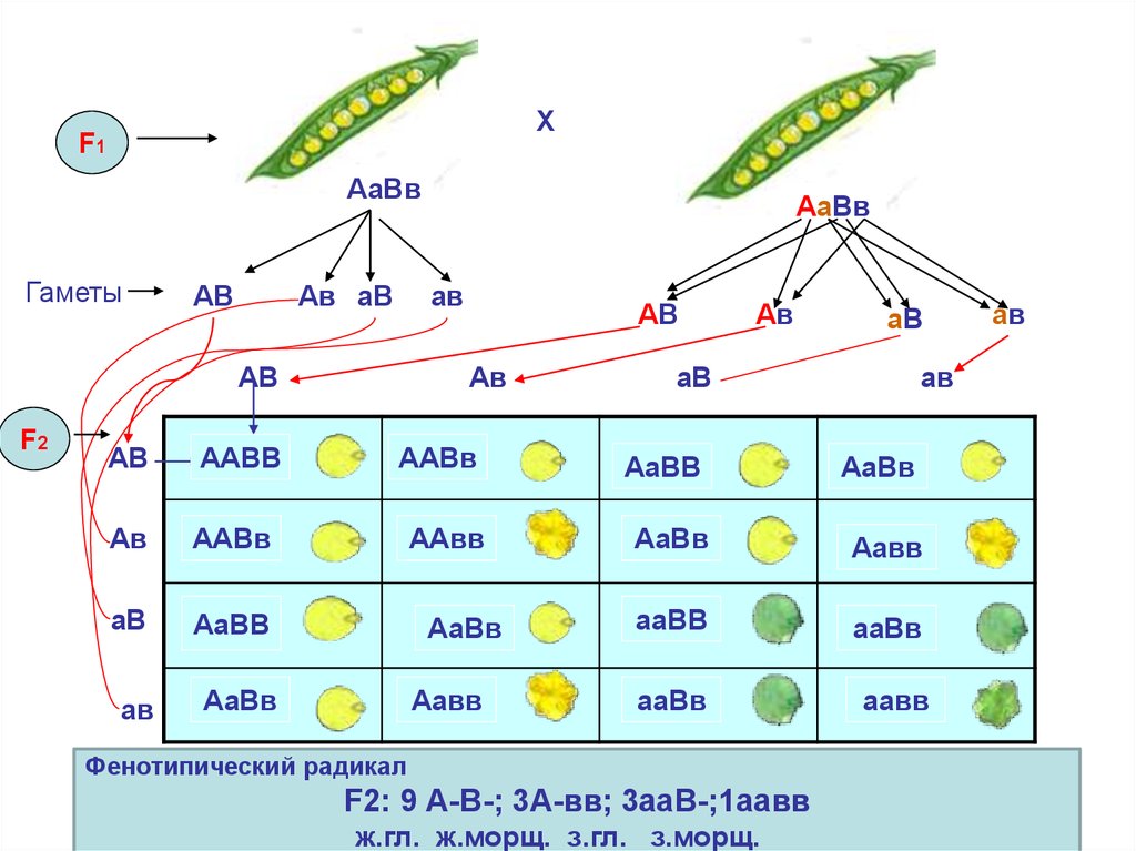 Какие гаметы образует генотип aabb. AABB гаметы. ААВВ И ААВВ генотип. Схема ААВВ иллюстрирует скрещивание. AABB AABB скрещивание.