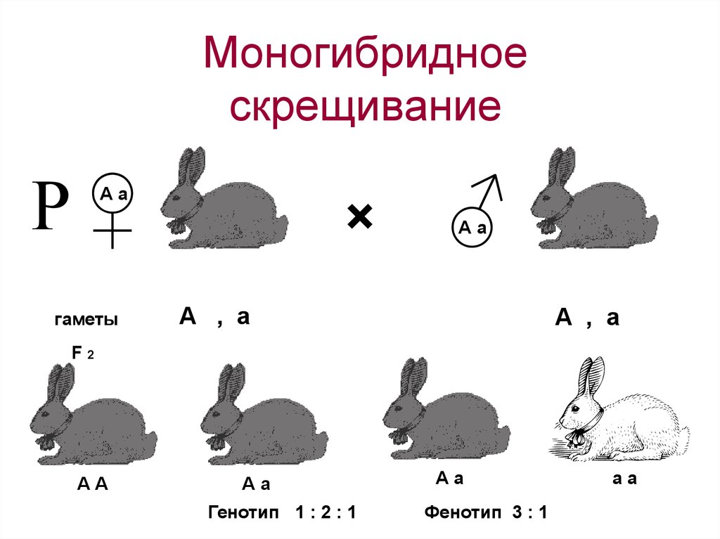 Скрестили белого и черного кроликов определите генотип. Генетика моногибридное скрещивание. Схема дигибридное скрещивание кроликов. Моногибридное скрещивание это скрещивание. Схема скрещивания кроликов.