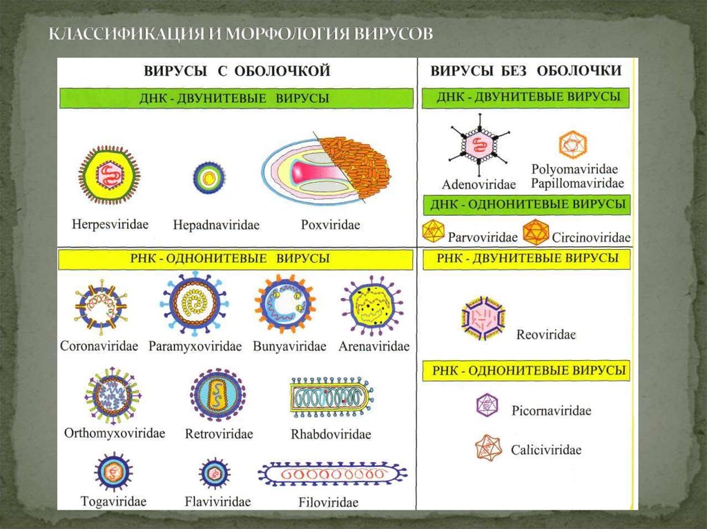 Вирусы классификация. Строение и классификация вирусов. Классификация вирусов микробиология. Структура вирусов микробиология. Вирусы строение и систематика.