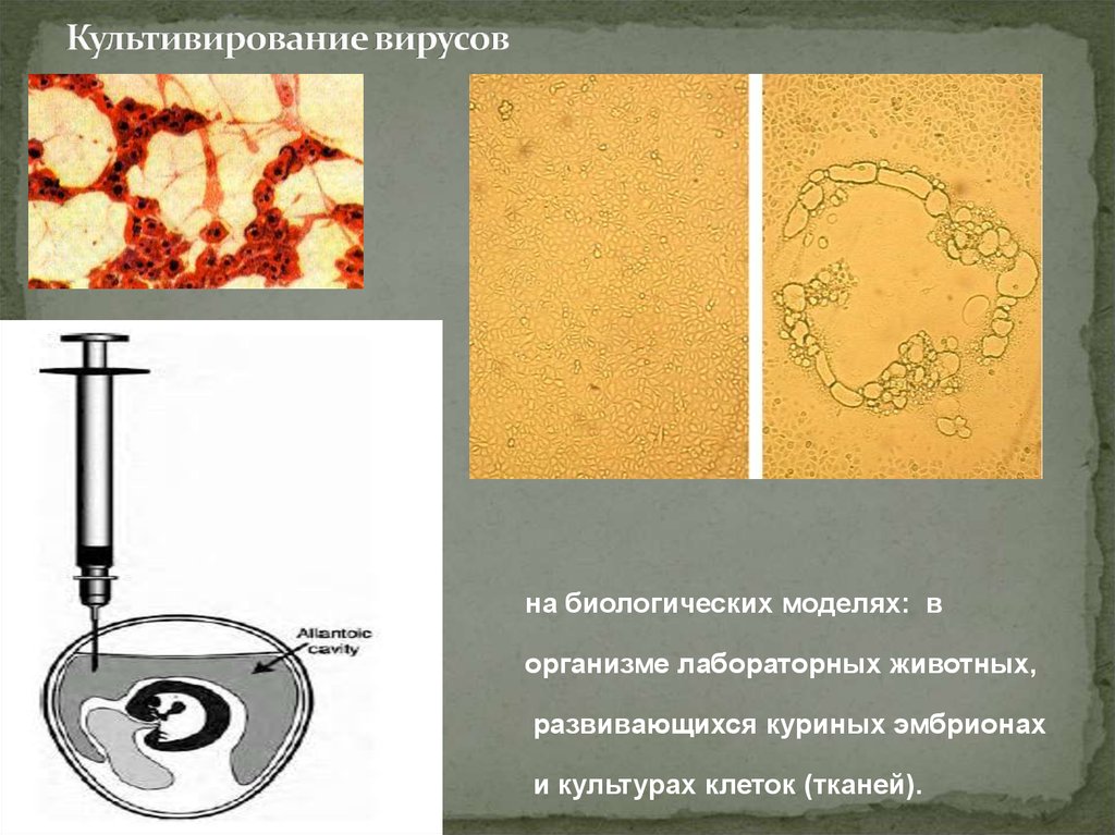 Презентация культивирование клеток