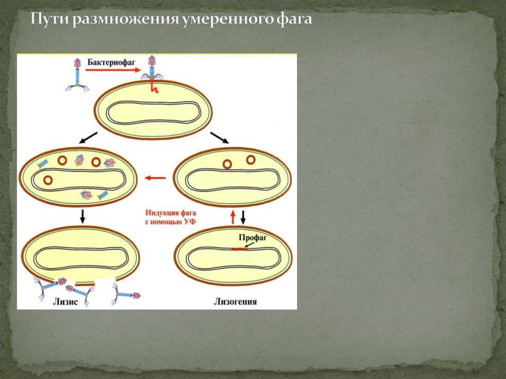 Пути размножения. Размножение фагов. Пути развития умеренного фага. Индукция фага. Лизогения.