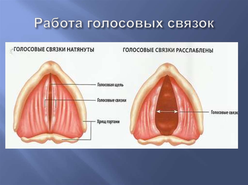 Где расположены голосовые связки у человека рисунок