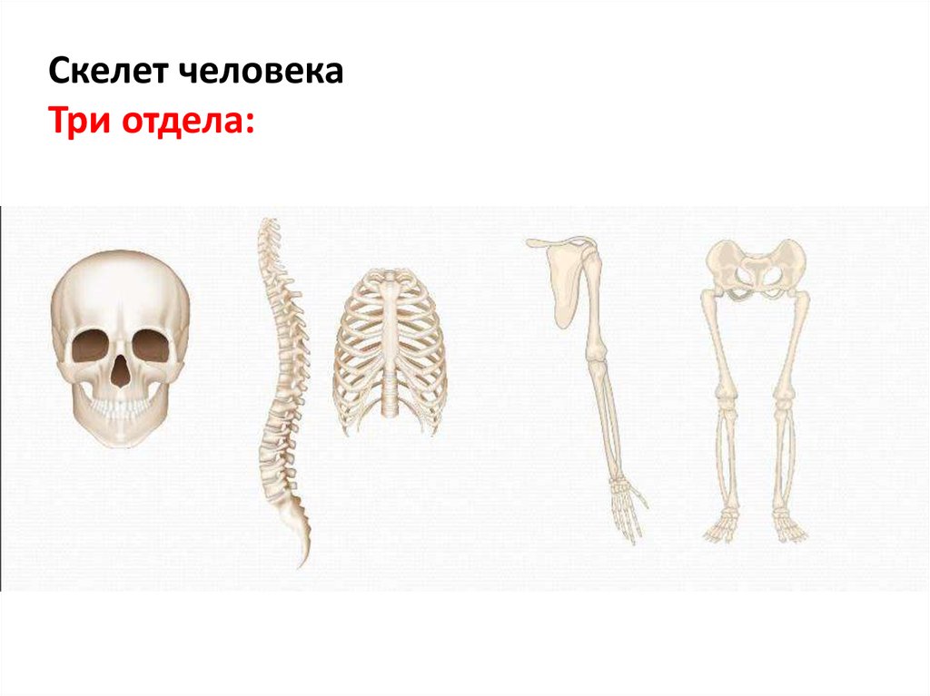 Особенности формы скелета. Скелет конечностей человека. Скелет туловища. Собери скелет человека для детей.