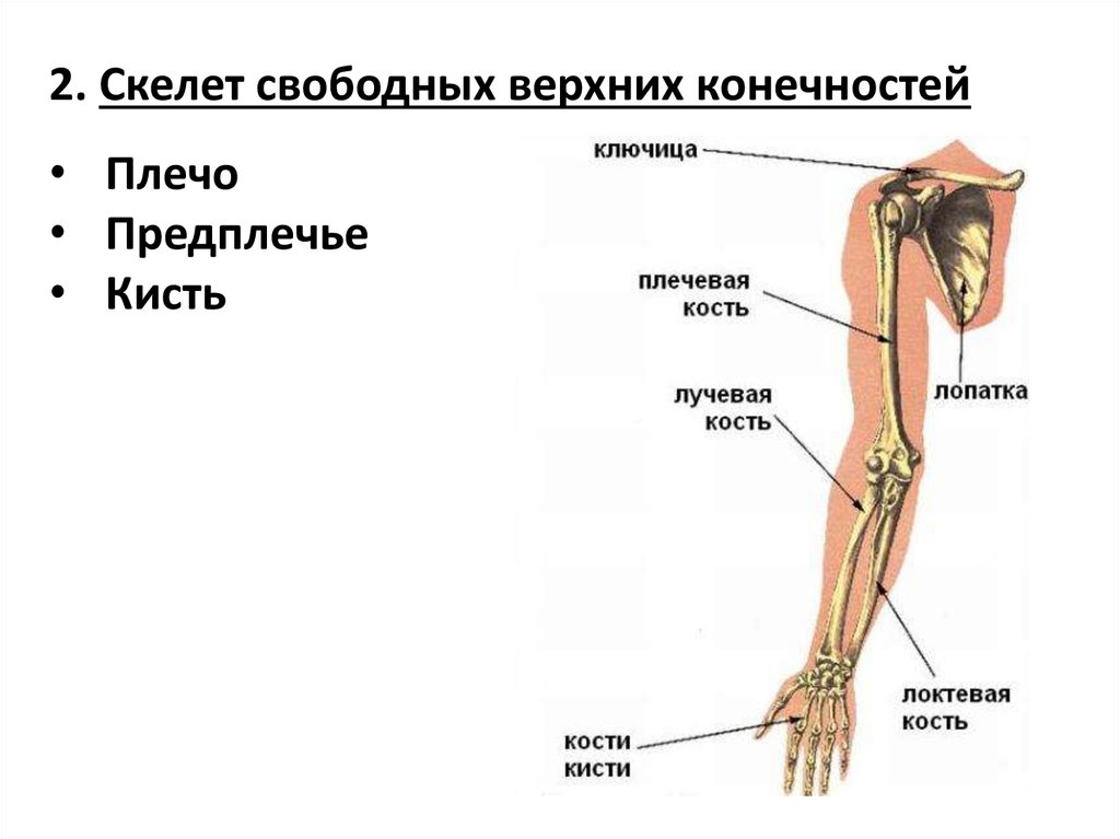 Предплечье на скелете. Плечо и предплечье. Строение руки. Анатомия руки плечо предплечье. Скелет свободной верхней конечности.